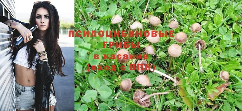 Псилоцибиновые грибы Psilocybe  Зеленодольск 